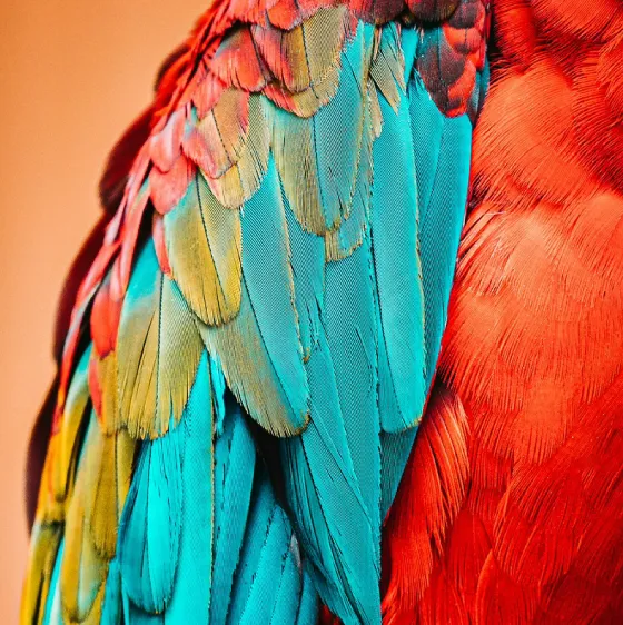 色であなたを表現する。