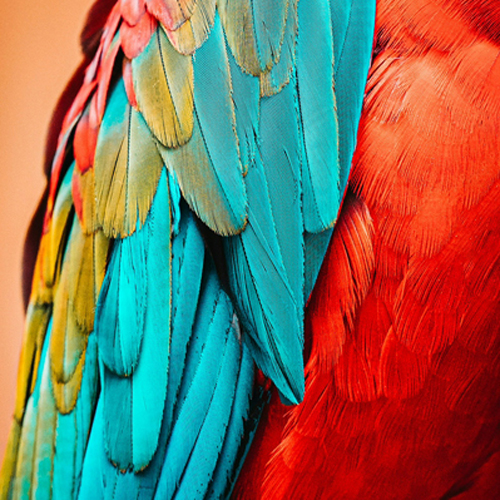 ヘアカラー定額プラン「カラーパスポート」誕生のお知らせ